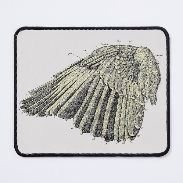 Item preview, vintage anatomical wing designed and sold by okapia concolor.