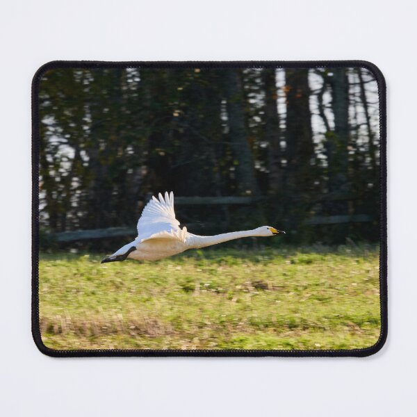 Item preview, Fly profile. Whooper swan designed and sold by Jouko Lehto Photography.
