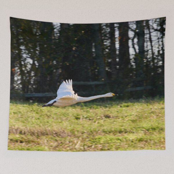 Item preview, Fly profile. Whooper swan designed and sold by Jouko Lehto Photography.