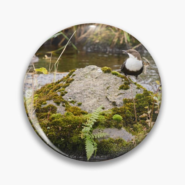 Item preview, On the river stone. White-throated dipper designed and sold by Jouko Lehto Photography.