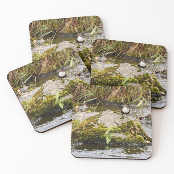 Item preview, On the river stone. White-throated dipper designed and sold by Jouko Lehto Photography.