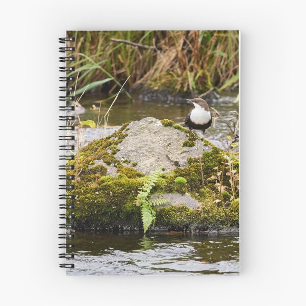 Item preview, On the river stone. White-throated dipper designed and sold by Jouko Lehto Photography.