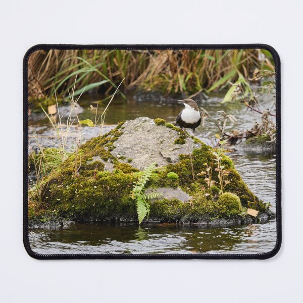 Item preview, On the river stone. White-throated dipper designed and sold by Jouko Lehto Photography.
