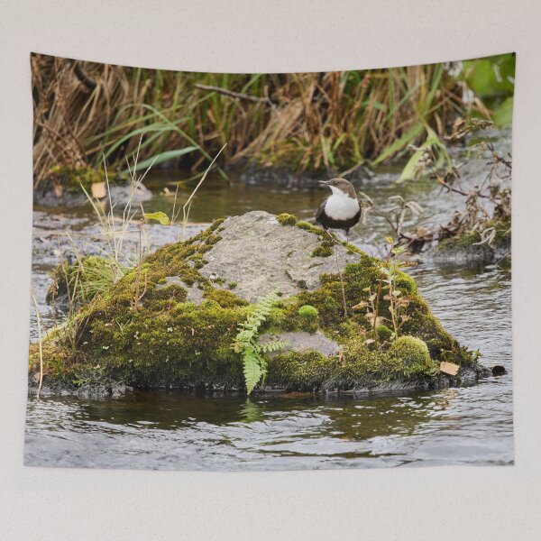 Item preview, On the river stone. White-throated dipper designed and sold by Jouko Lehto Photography.
