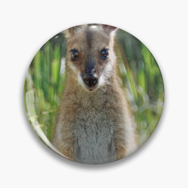 Item preview, Curious Wallaby in Queensland designed and sold by wklize.