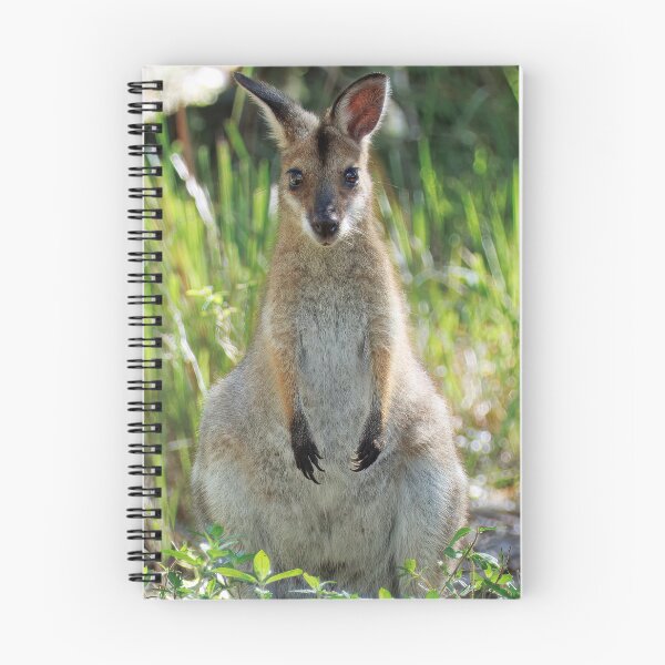 Item preview, Curious Wallaby in Queensland designed and sold by wklize.