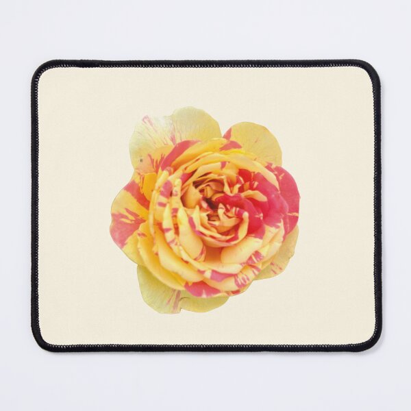 Item preview, Sunrise Splash Rose – Yellow & Pink Variegated Bloom designed and sold by jglobal360.