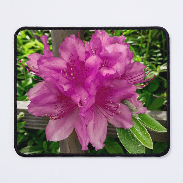Item preview, Purple Flowers Growing on a Fence Post designed and sold by Domenica-Rosa.