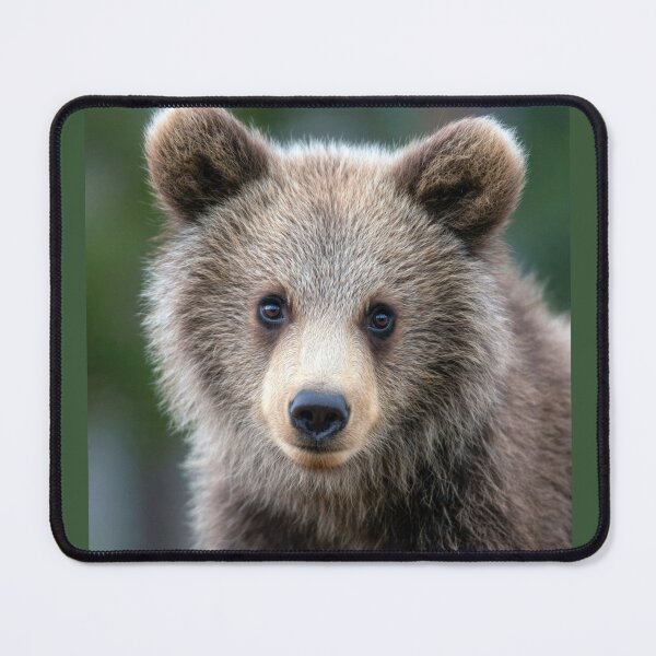 Item preview, Bear designed and sold by Savannah Gibbs.