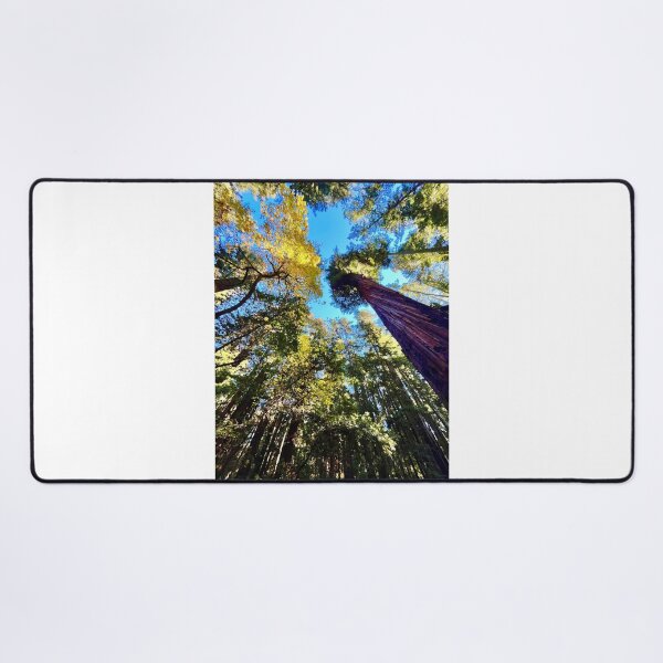 Item preview, Giant redwoods California designed and sold by Mark Malinowski.