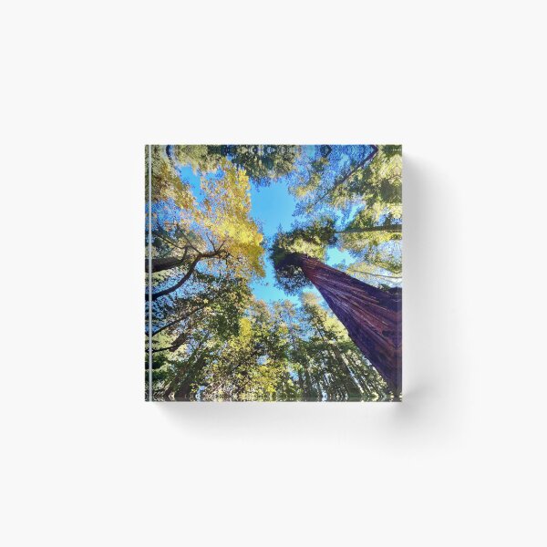 Item preview, Giant redwoods California designed and sold by Mark Malinowski.