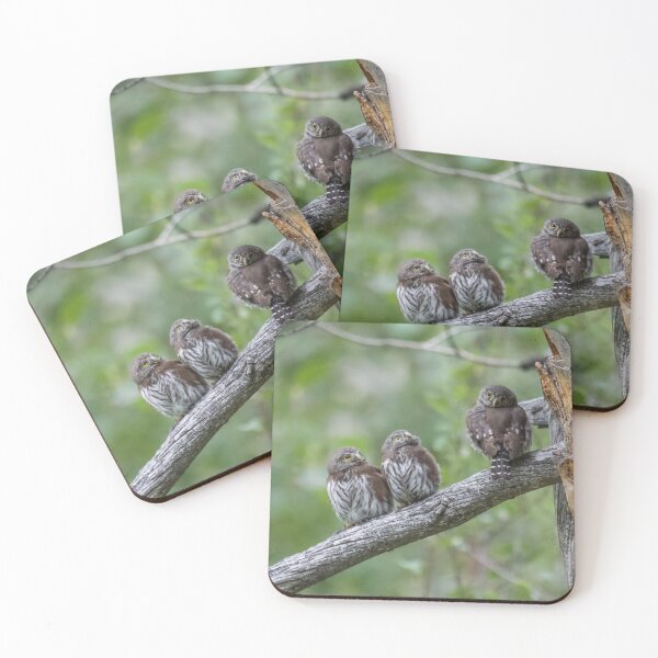 Item preview, Family of Northern Pygmy-Owls (part 2) designed and sold by Tahoe Trail Guide.