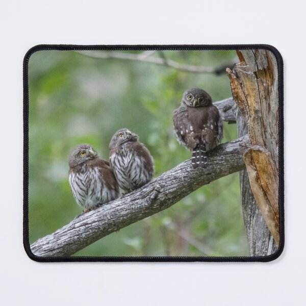 Item preview, Family of Northern Pygmy-Owls (part 2) designed and sold by Tahoe Trail Guide.