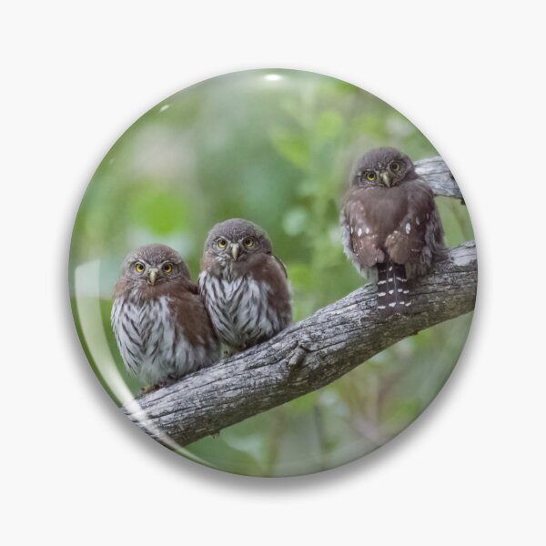 Item preview, Family of Northern Pygmy-Owls (part 1) designed and sold by Tahoe Trail Guide.