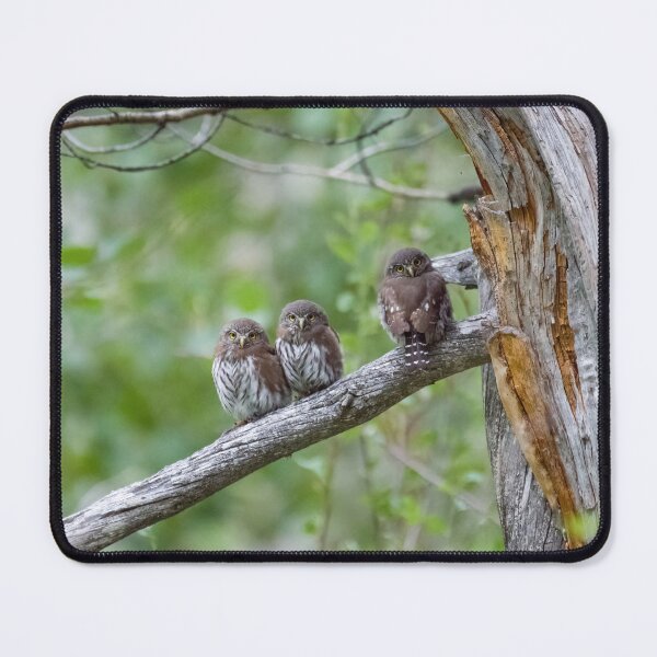 Item preview, Family of Northern Pygmy-Owls (part 1) designed and sold by Tahoe Trail Guide.