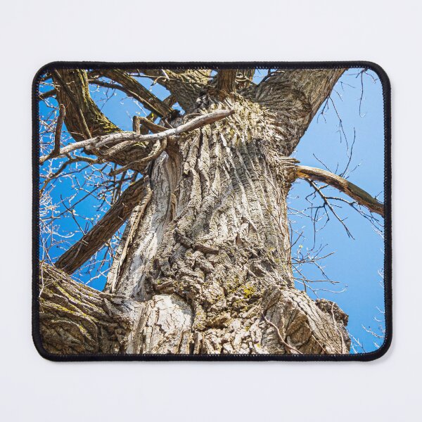 Item preview, The tree awaits the leaves. designed and sold by Joel Bader.