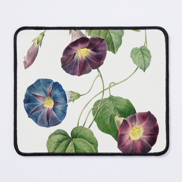 Item preview, Star-glory Morning–glory by Pierre-Joseph Redouté and Henry Joseph Redouté. designed and sold by AngyDesigns49.