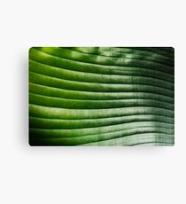 banana leaf Leinwanddruck