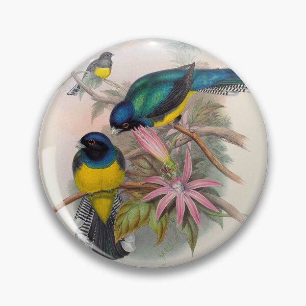Item preview, John Gould: Amazonian Trogon (Trogon ramonianus) designed and sold by Tridentulus.