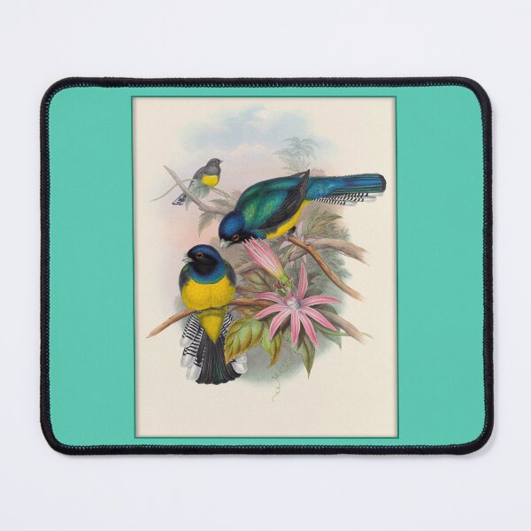 Item preview, John Gould: Amazonian Trogon (Trogon ramonianus) designed and sold by Tridentulus.