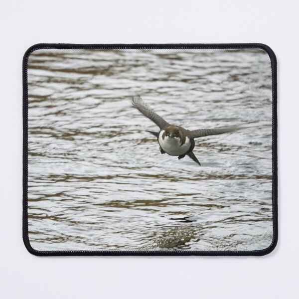 Item preview, On the fly. White-throated dipper designed and sold by Jouko Lehto Photography.