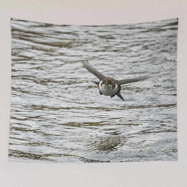 Item preview, On the fly. White-throated dipper designed and sold by Jouko Lehto Photography.
