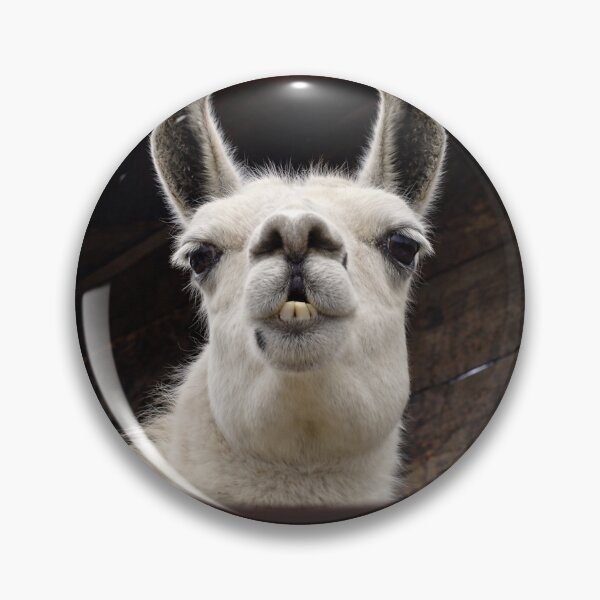 Item preview, Llama Drama – I've got my eye on you designed and sold by Bonito-67.