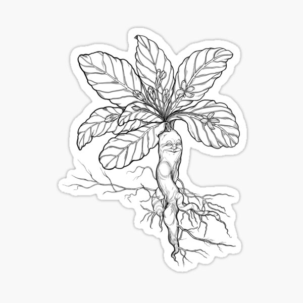 Mandrake Roots Hand Drawn Character Stock Illustration - Download