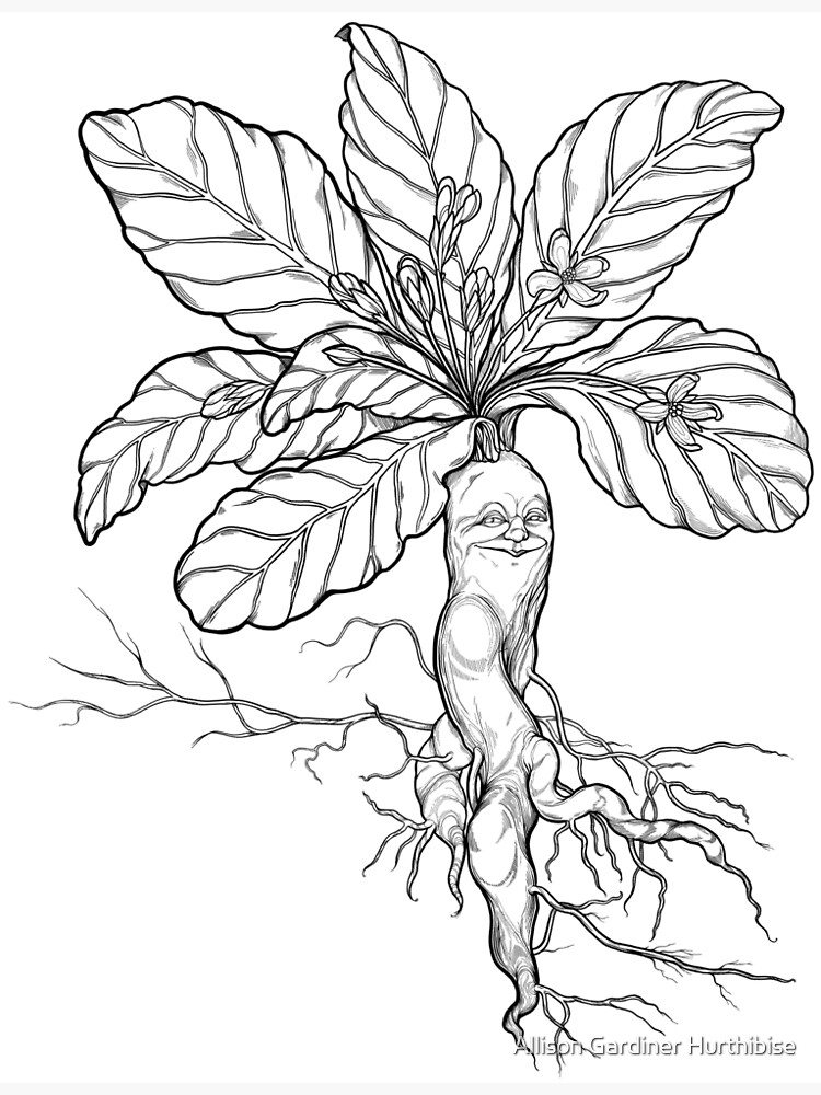 Mandrake Root Stock Illustrations – 250 Mandrake Root Stock