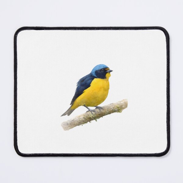Item preview, Antillean Euphonia (Euphonia musica) designed and sold by HOMETOWN86.
