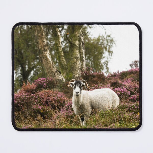 Item preview, Swaledale Sheep on Moorland designed and sold by Jane Stanley Photography.