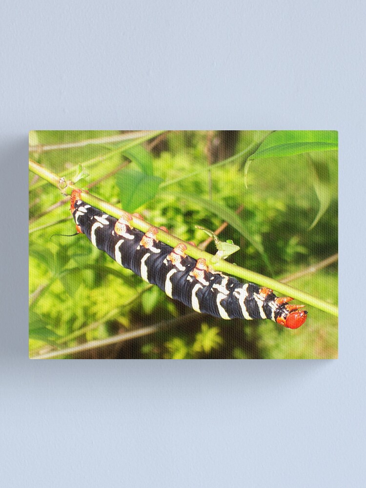 Alternate view of Giant Caterpiller Canvas Print