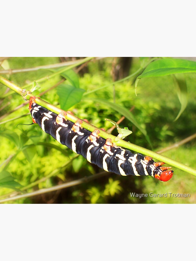 Giant Caterpiller by redmoondragon