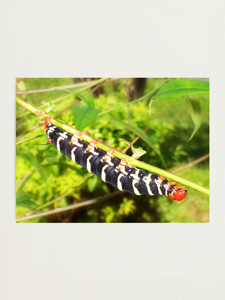 Alternate view of Giant Caterpiller Photographic Print