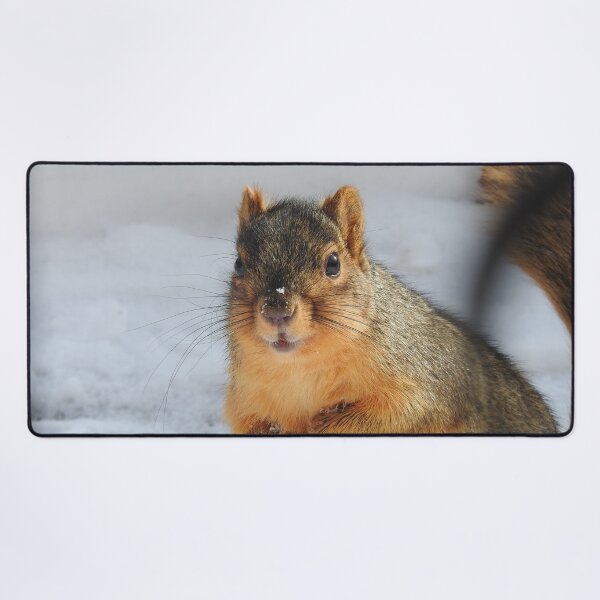 Item preview, Squirrel in the Snow designed and sold by priesterjen.