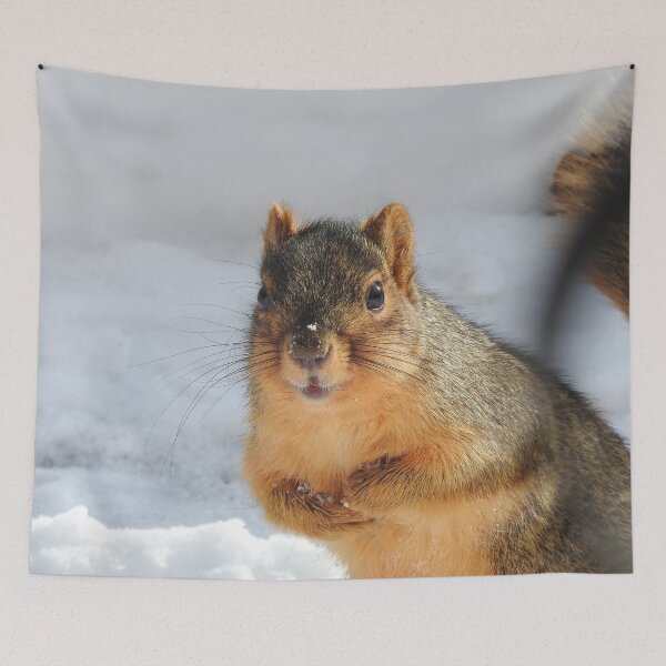 Item preview, Squirrel in the Snow designed and sold by priesterjen.