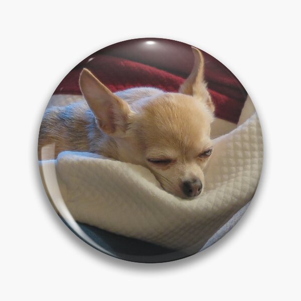 Item preview, Cozy Chihuahua designed and sold by priesterjen.