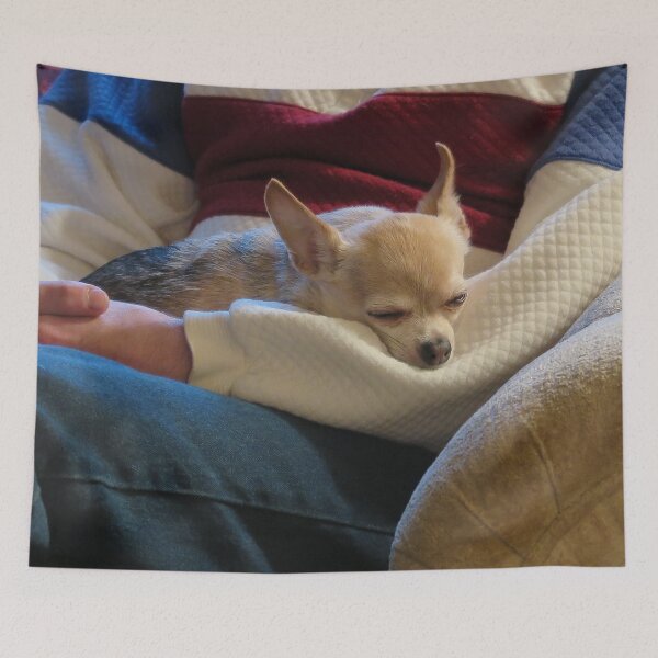 Item preview, Cozy Chihuahua designed and sold by priesterjen.