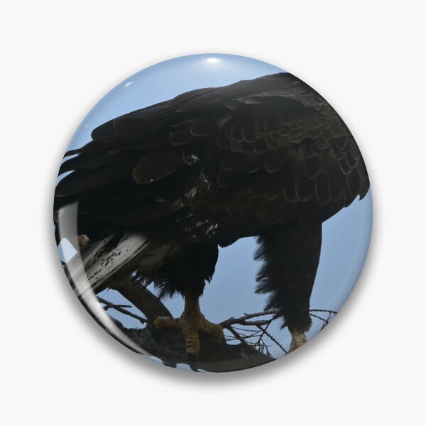 Artikelvorschau, Weißkopfseeadler saß entworfen und verkauft von Glennphotos.