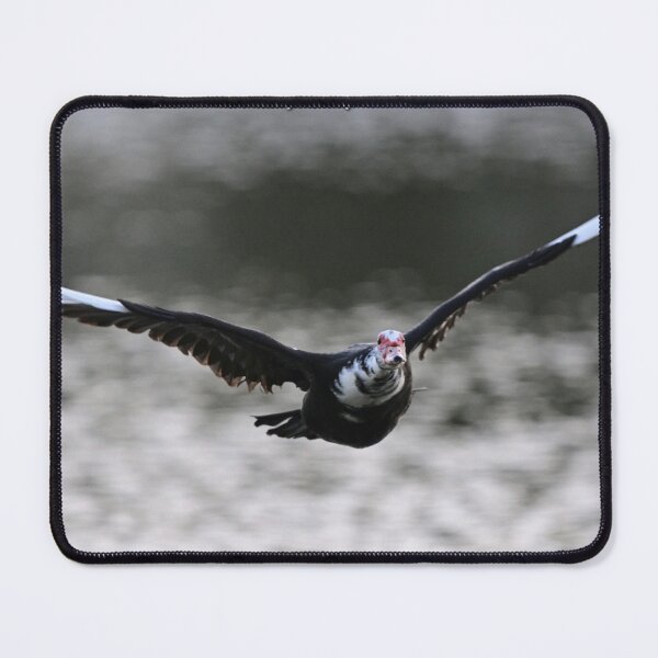 Item preview, Muscovy duck flying designed and sold by Glennphotos.