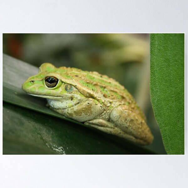 Item preview, The Green Frog designed and sold by Skye  McPherson.