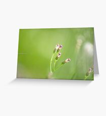 Sweetness Greeting Card