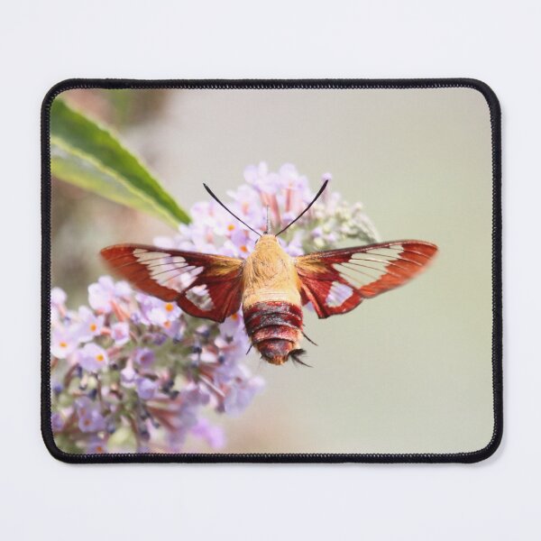 Item preview, Moth Gkass Wing designed and sold by ParisPoet.