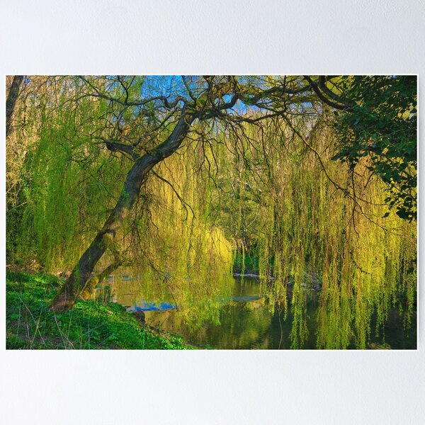 Item preview, Weeping Willow on the River Blyth near Bedlington designed and sold by Violaman.