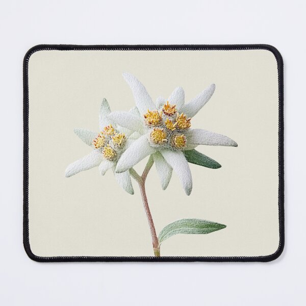 Item preview, Two Edelweiss Flowers designed and sold by Violet Peonies.