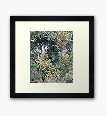 Acacia Framed Print