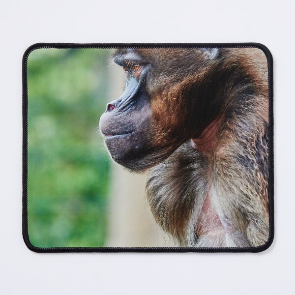 Item preview, Pensive Gelada designed and sold by Eidetic Photos.