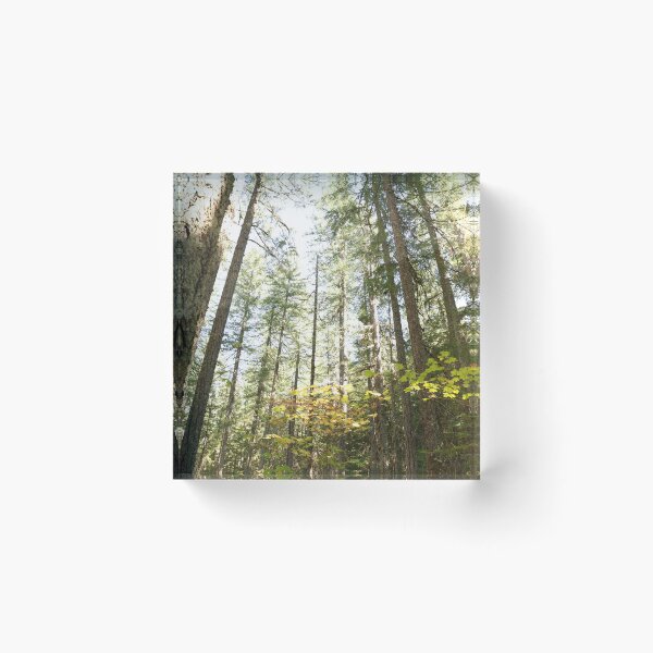 Item preview, Oregon forest, you are magical. - Into the forest, next to the trees. designed and sold by artsychickphoto.