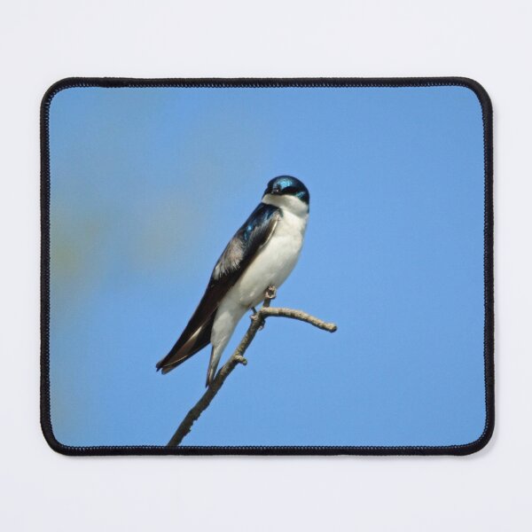 Item preview, Tree Swallow perching on a branch  designed and sold by MarkSmalley.