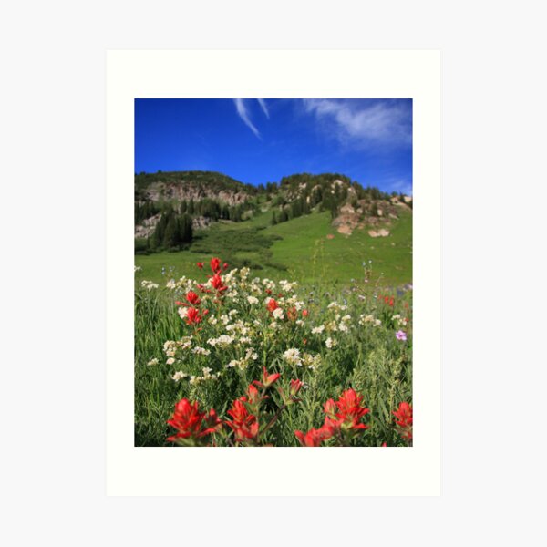 Albion Basin Wildflowers Art Print